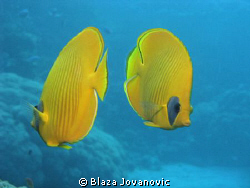 Yellow dance - masked butterfly fishes during a dive at S... by Blaza Jovanovic 